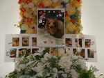 矢祭町愛犬虹夢ちゃん