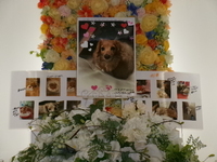 矢祭町愛犬虹夢ちゃん