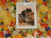 日立市愛犬マロンちゃん