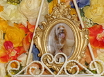 ひたちなか市愛犬こころちゃん