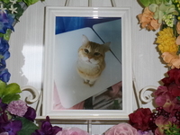 笠間市愛猫茶太郎ちゃん