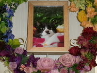 大子町愛猫げんじろうちゃん