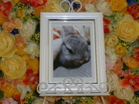 水戸市愛兎かりんちゃん