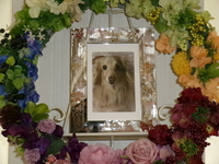 笠間市愛犬みるくちゃん