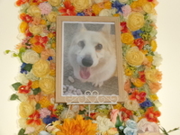 水戸市愛犬ももちゃん