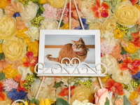 水戸市愛猫タミちゃん