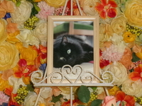 水戸市愛猫りんちゃん