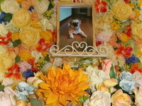 水戸市愛犬コウタロウちゃん