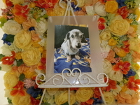 水戸市愛犬モックちゃん