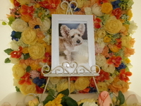 常陸大宮市愛犬ミッキーちゃん