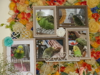 茨城町愛鳥ふくちゃん