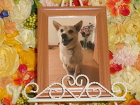 水戸市愛犬ポケットちゃん