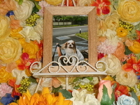 水戸市愛犬みみちゃん