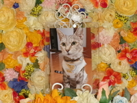 常陸大宮市愛猫すずちゃん