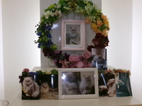 かすみがうら市愛猫マイケルちゃん