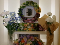 水戸市愛猫くーちゃん