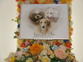 日立市愛犬ラテちゃん