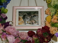 常陸大宮市愛猫ハナちゃん