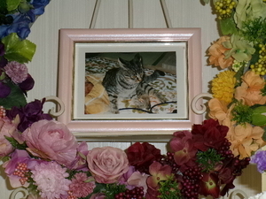 
              常陸大宮市愛猫ハナちゃん