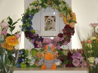 那珂市愛犬コンちゃん