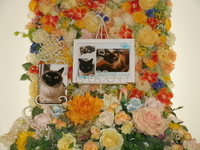 水戸市愛猫そらちゃん