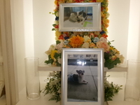 水戸市愛犬ケン太ちゃん