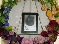 水戸市愛猫いくらちゃん