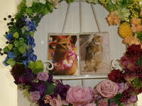 日立市愛猫アリスちゃん