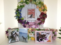 常総市愛犬信玄ちゃん