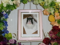 水戸市愛犬アールちゃん