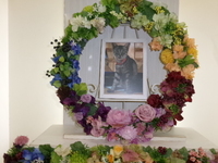 常陸太田市愛猫未来ちゃん