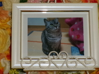 水戸市愛猫とらちゃん