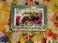 水戸市愛犬チコちゃん