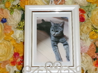 水戸市愛猫しょうしょうちゃん