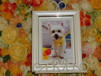 水戸市愛犬ラムちゃん