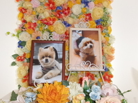 水戸市の愛犬もかちゃん