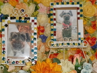 水戸市愛犬おはぎちゃん