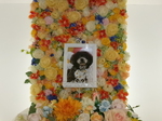 鉾田市愛犬百花ちゃん