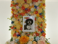 鉾田市愛犬百花ちゃん