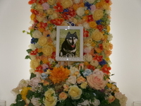 城里町愛犬武蔵ちゃん