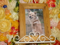 茨城町愛犬ごんたちゃん