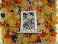 水戸市愛犬ももちゃん