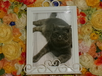 水戸市愛猫おはぎちゃん