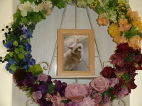 笠間市愛猫チョコちゃん