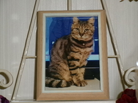 水戸市愛猫ミミちゃん