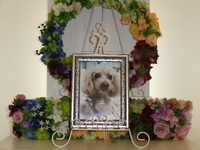 水戸市愛犬すずちゃん