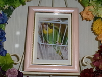 水戸市セキセイインコ・よもぎちゃん