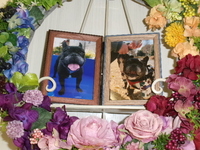 水戸市愛犬はなちゃん