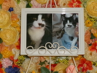 笠間市愛猫なるとちゃん