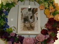 那珂市愛兎おじょうちゃん